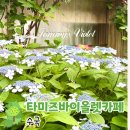 도심건강길 5길 | 대구 수국 카페 타미즈바이올렛카페 개화 명소 6월 꽃구경