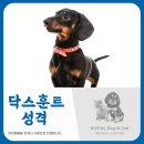 명랑한도그 이미지