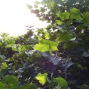 우곡초교 이미지