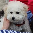 배박사 동물병원 이미지