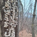 수리산둘레길 이미지