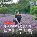 부산 근교 핫플, 라벤더 정원 포토존스폿 가득한 양산 느티나무사랑카페 후기