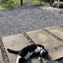 제주 동쪽 동물병원 표선동물병원 방문 후기 / 고양이 방광염
