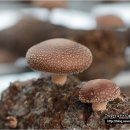 정곡농장 이미지