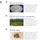 푸드윈도 산지직송 메인에 소개되었던 토란, 옥수수