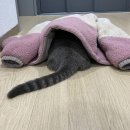 에일린의뜰문고 | 6월을 코앞에 두고 이제야 올리는 4월의 일상