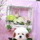 숑숑펫살롱 이미지