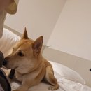 대촌공원 | 푸키와 사람 없는 곳만 골라 다닌 당진여행(당진 필경사, 단독 마당 파머스데이, 원시림의 곰 금빗 후기)