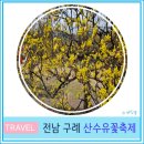 [공지] 2024 구례 산수유 꽃 축제 일정 주차장 실시간 개화 상태 전라도 여행 3월 봄꽃 축제