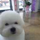 매직 펫 살롱 이미지