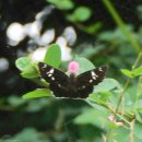 왕자팔랑나비, 큰줄흰나비 이미지