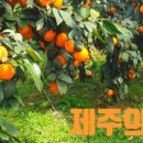 영광즉석김