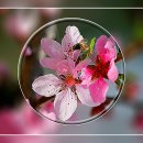 과실 나무의 봄 꽃 I, 돌봉숭아꽃 이미지