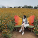 송영신목장 | [서울근교 가볼만한곳]안성팜랜드 주말 후기_가을 코스모스 핑크뮬리