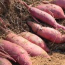 농원농산 이미지