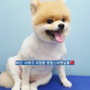 멍멍스타 - 미추홀구 경원대로833번길 57 | 멍멍스타