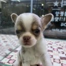 멍품샵