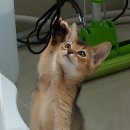 송도건국동물병원 이미지