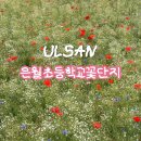 은월초교 네이버블로그