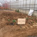 예린농장 이미지