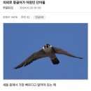 의외로 몽골어가 어원인 단어들 이미지