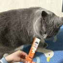 캣츄 | 다이소 닥터펠리스 포캣츄 연어 기호성 후기