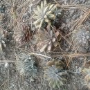 은호2리 Daum카페