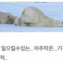 밍기적 이미지