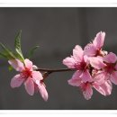 [복숭아꽃]복숭아 나무 재배와 과수원 초기 재배 관리요령 이미지