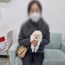 오아이펫 이미지