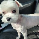 아띠앤펫 이미지