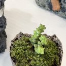 친환경 화분 만들기 | 발포세라믹 도우아트지도사 자격증반 작품후기 화분만들기 친환경 공예 울산공방데이트