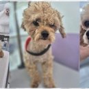 퍼피쌀롱 이미지