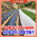 일석농장 | 유기농 밑거름 넣고 관주 시설하여 감자 고추밭 만들기