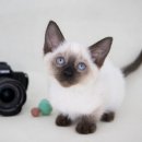 대구고양이분양 도로시펫 이미지