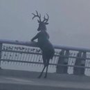 황산애견 이미지