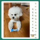 하이덴탈 | 강아지 덴탈껌 추천 치석제거 효과 먼칭잇 하이스마일 후기