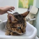 자연앤동물병원 이미지