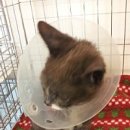 오원석 황금동물병원 이미지