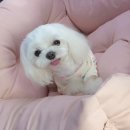 힐스독 이미지