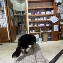 애니온동물병원 이미지