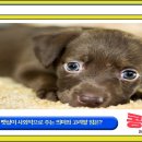 더나은펫샵 브런치