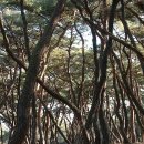 배동삼릉 이미지