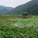 고성, 상리 연꽃공원의 수련 이미지