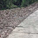 고달면 두가1구 마을회관 | 청주 가볼만한 곳 추정리 메밀밭 개화현황 주차 입장료