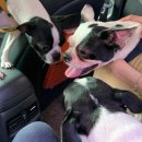 골드펫리조트 이미지