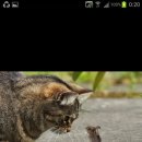 민주당의 '고양이 만난 쥐'들 이야기 이미지