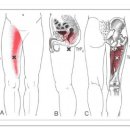 Adductor Magnus (대내전근) 이미지