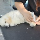 대구애견 이미지