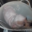 봉구애견미용샵 이미지